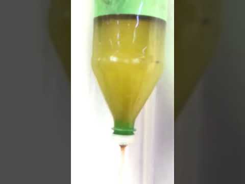 Video Kết quả ấp artemia Trung Quốc #shorts - youtube