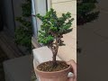 石化ヒノキみやびのご紹介！