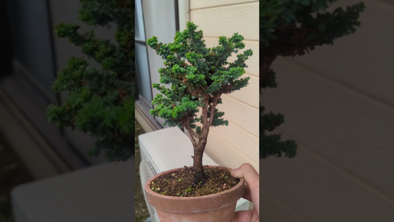 Introducing the Sekka Hinoki 'Miyabi'! - YouTube