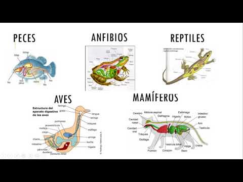 NUTRICIÓN EN VERTEBRADOS hqdefault