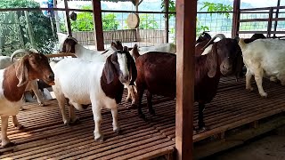 Perawatan kambing bunting agar induk dan cempe sehat | Peternakan kambing boer rejo bejoyo part 3