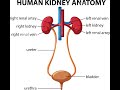 Simple and easy diagram of human kidney  by sambit lenka sambitlenka4623