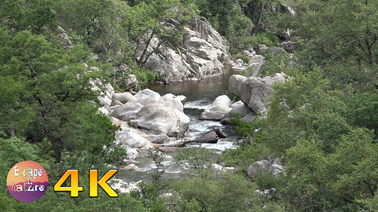 Peaceful Forest Stream Birds Singing Sound Of Cicada Relaxing Flowing Water Calm Study 4k Video Youtube