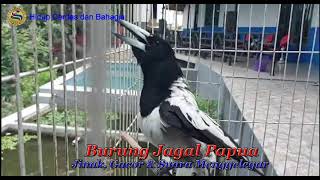 Burung Jagal Papua, Jinak dan Gacor