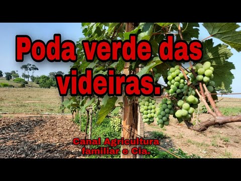 Vídeo: Nocaute Do Gene VvCCD8 Na Videira Afeta A Ramificação Da Parte Aérea