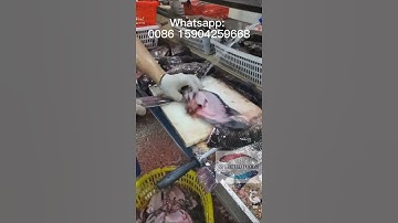 Frozen Tilapia processing line from China. All sizes available.