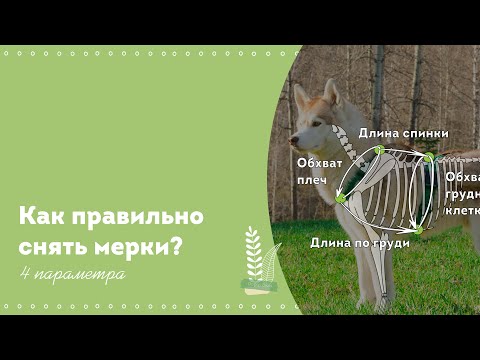 Как корректно снять мерки для покупки или пошива прогулочной шлейки для собаки?