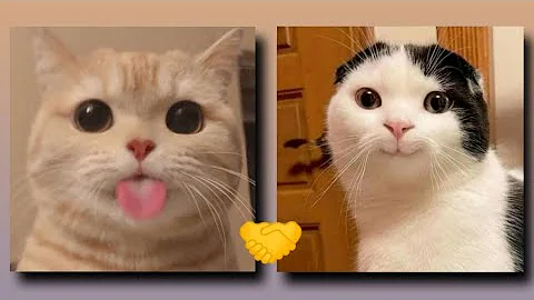 Video 8752581: funnycats cutekittens, funnycats cute animals, compilation, funny cat