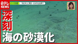 “緊急事態宣言”で「海の砂漠化」に拍車…ダイバー不足が深刻　岩手・大船渡（2021年4月29日放送「news zero」より）