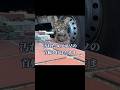 汚れたゴソゴソの首輪が物語る過酷だった日々#保護猫#short#迷い猫#ネコのいる暮らし