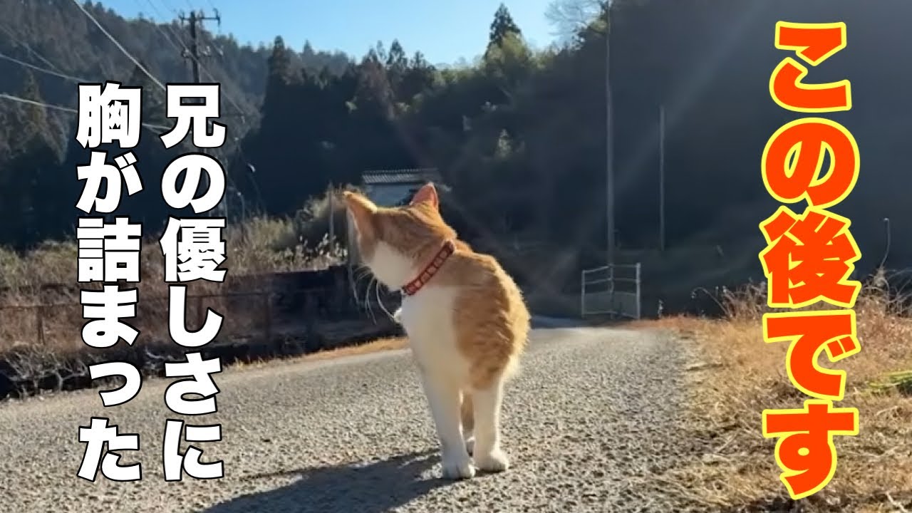 どうしたの？…山奥でお兄ちゃんを探す妹猫の泣き声が響いた