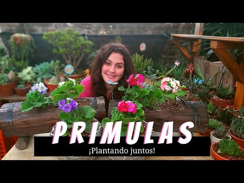 Video: Primrose 