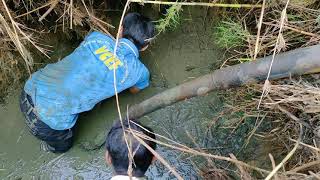 Bắt cá lóc khủng dưới hồ cạn nước (Snakehead fish catch) | Thanh Nhã Vlog | 베트남 생활 | ベトナムでの生活