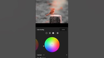 best Bird 🕊️ photo editing tutorial in Lightroom