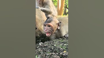 Poor little Baby crying loudly angry Mom - Baby So hungry ❤️😍 #Short #usa #ytlifestyle  #babyprimate