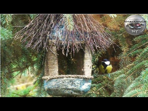 Wideo: Co Zrobić Karmnik Dla Ptaków: Trzy Oryginalne Pomysły