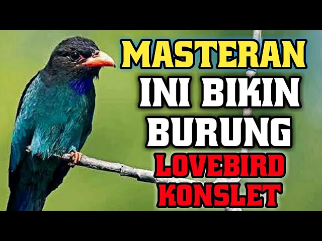 Masteran Suara Tengkek Buto Jernih Durasi 3 Jam Bikin Lovebird Konslet class=