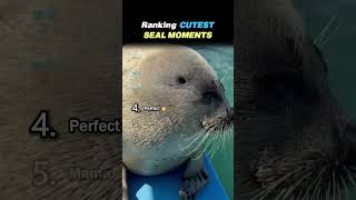 Ranking CUTEST SEAL MOMENTS Core Moments!! 🦭