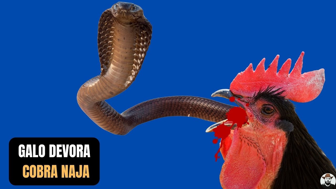 Rei Cobra Azul - Imagens grátis no Pixabay - Pixabay