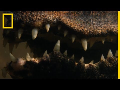 Vidéo: Pierre De Crocodile Du Laos - Vue Alternative