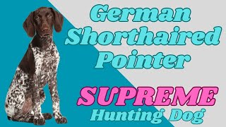 GERMAN SHORTHAIRED POINTER ......the PERFECT Huntsman! #dogs #like #1000subscribers by PuppyNation 89 views 11 months ago 11 minutes, 43 seconds