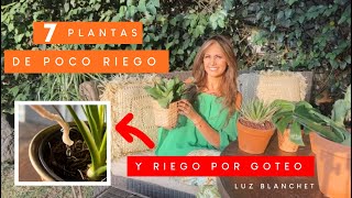 TOP 7 PLANTAS de POCO RIEGO y Riego POR GOTEO la MEJOR MANERA / Luz Blanchet