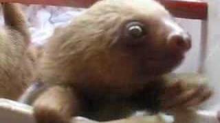 Baby Sloth