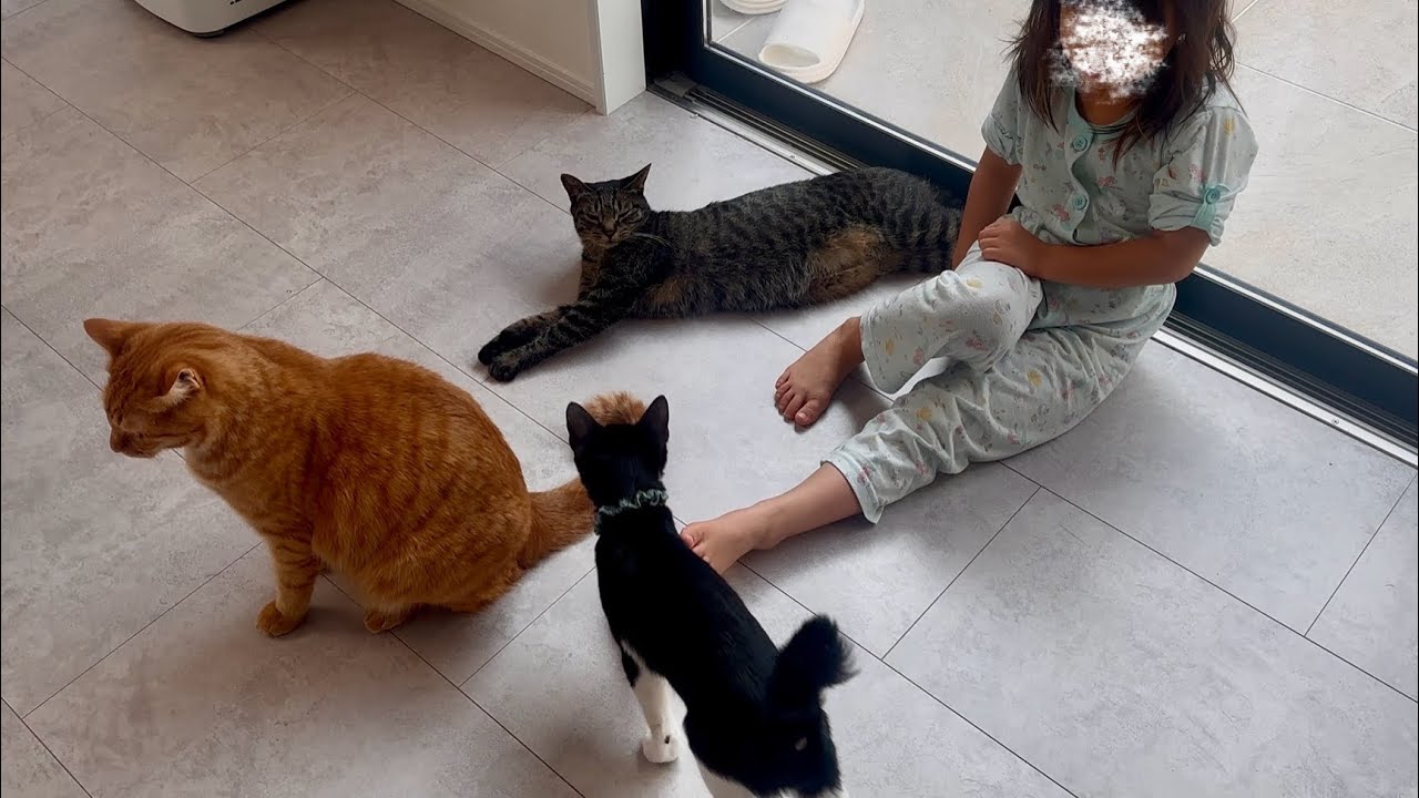 毎朝起きると必ず猫が集まってくる不思議な力を持つ娘