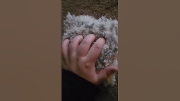 1+ minute of carpet scratching asmr #asmr #lofiasmr #carpetasmr #carpetscratchingasmr #scratching
