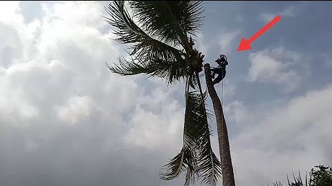 Cưa cây dừa nắm  không buôn tay . kỹ thuật cao