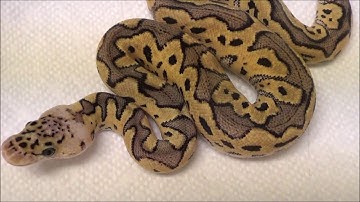 2019 1 Female Pastel Clown het VPI Axanthic Ball Python