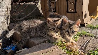 Fun Little Tabby Kittens.