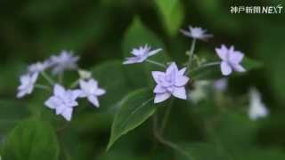 ヤマアジサイ「シチダンカ」が見ごろ　神戸・六甲山