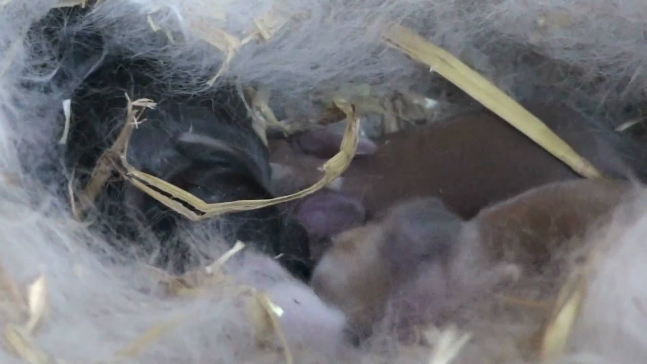 Baby rabbits only 48 hours old,Fremington 9th april 2010 (HQ) - YouTube