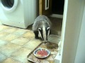 Badger in the house