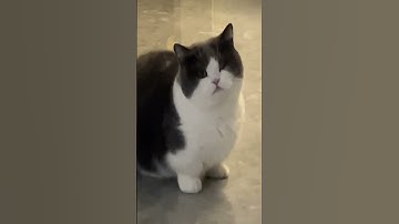 No Script Needed! Just Wink~ #UnstoppableYou #PetStarJourney