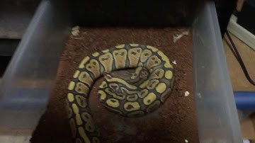 Orange ghost ball python