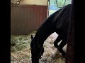 ごろごろダノンシャンティ