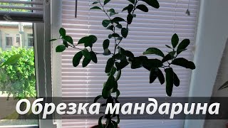 Обрезка цитрусовых на примере мандарина(В первый раз пробую обрезать свой мандарин :), 2015-08-20T17:46:16.000Z)