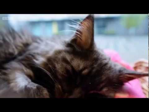 manchester united Exploring Cat Cafe Manchester - BBC Countryfile