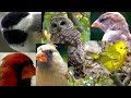 Mystery Sound Birds make ! Slow Down Bird Language