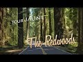 Tour jaunt la vido redwoods360