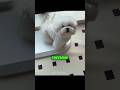 The cutest hungry puppy on the internet! 🥺✨ #shorts #pets #animals