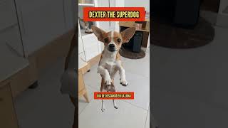 DEXTER THE SUPERDOG: DÍA DE DESCANSO EN LA LUNA #humor #dexter #superhero #chihuahua #mascotas