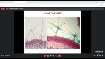 Thực vật dược - Buổi 2