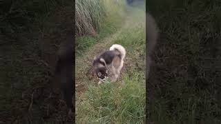 hoy toco salir a caminar con mi husky by Master cachorro 49 views 1 year ago 1 minute, 14 seconds