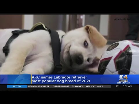 Video: Labradory najvyššie ako najobľúbenejší Doofy Dingus na 25. ročník v rade