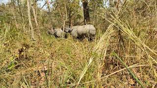 Rhino in Nepal| Rhino in Chitwan National Park | Rhino in Chitwan| chitwan national park tours