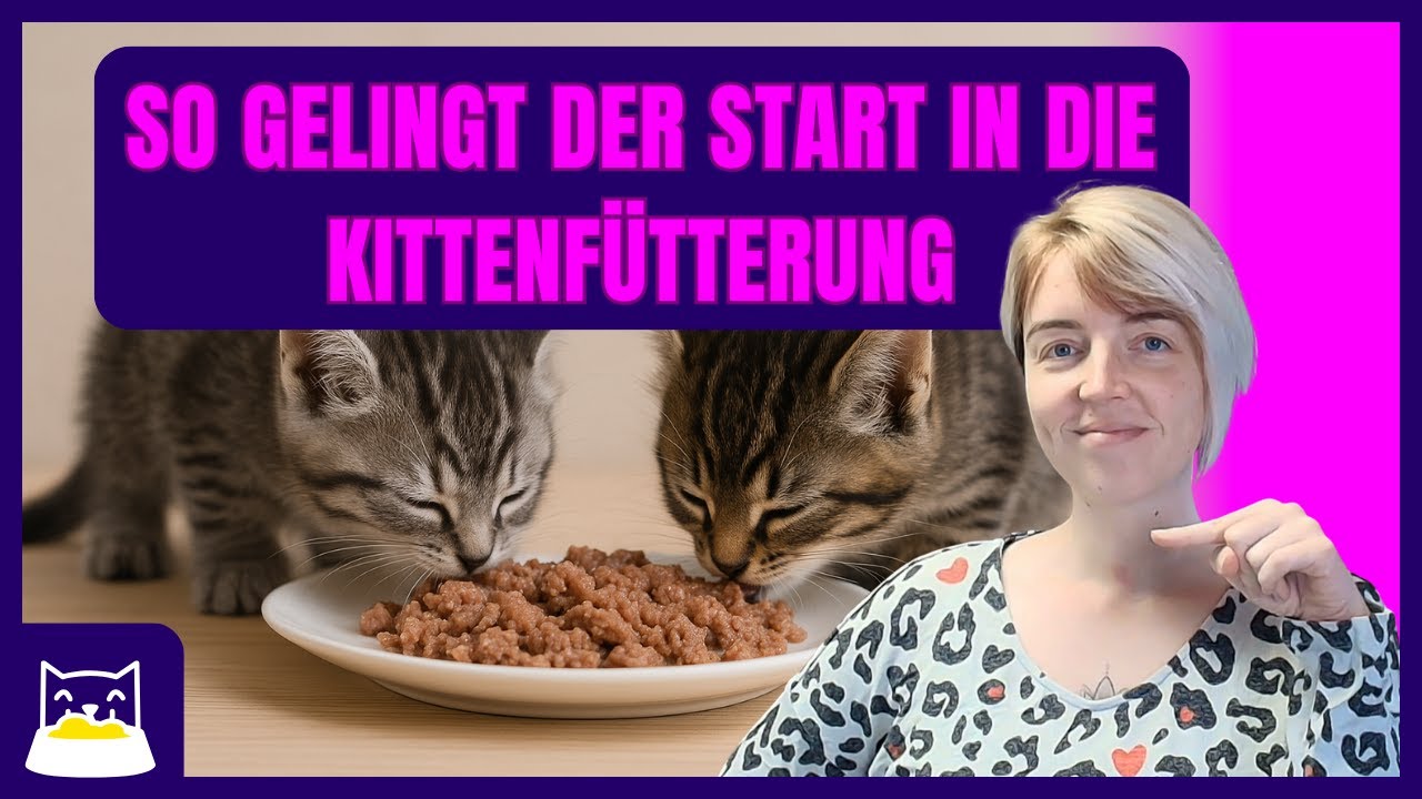 Ab wann Kitten fttern: Plan + Menge + praktische Tipps