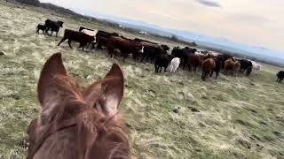 Penning Cattle by Satusstockdogs 1,704 views 2 months ago 16 minutes